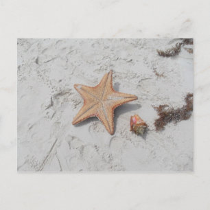 Beau Bahamas Starfish Muschel Postcard Postkarte
