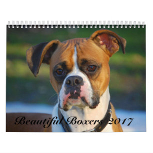 Beau calendrier des boxeurs 2017