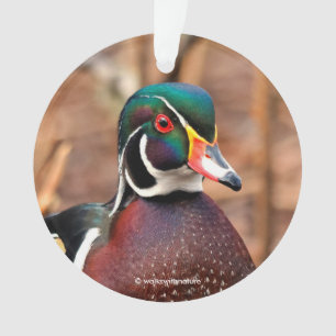 Beau canard à bois mâle dans les bois