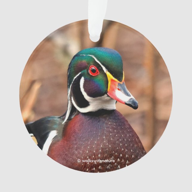 Beau canard à bois mâle dans les bois (devant)