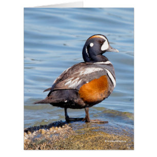 Beau canard arlequin sur le rocher