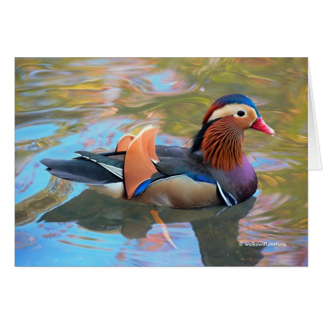 Beau canard Mandarin dans l'étang (Devant horizontal)