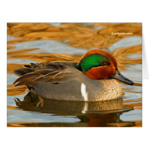 Beau canard Turquoise à ailes vertes sur l'étang d