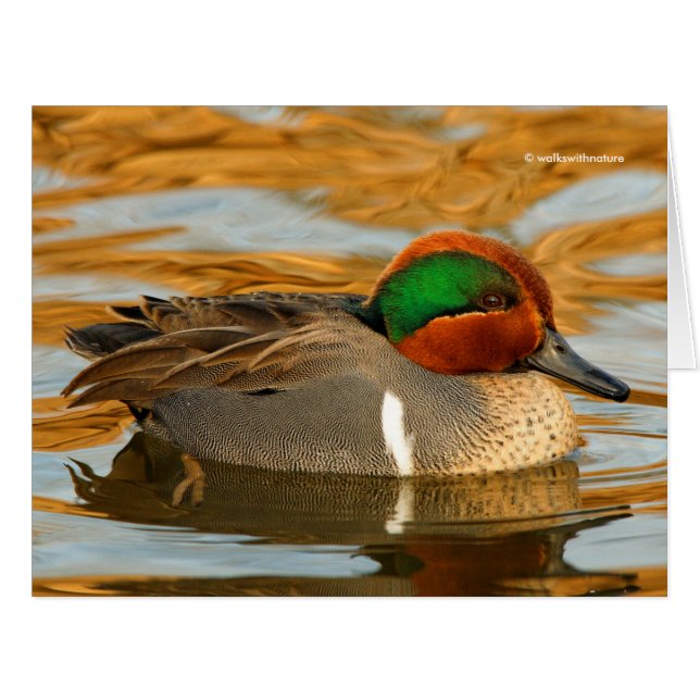 Beau canard Turquoise à ailes vertes sur l'étang d (Devant horizontal)