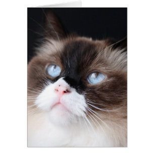 Beau chat de Ragdoll