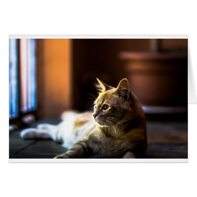 Beau Chat Golden Kitty (Devant horizontal)