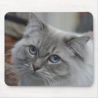 Beau chat gris avec le tapis de souris d'yeux