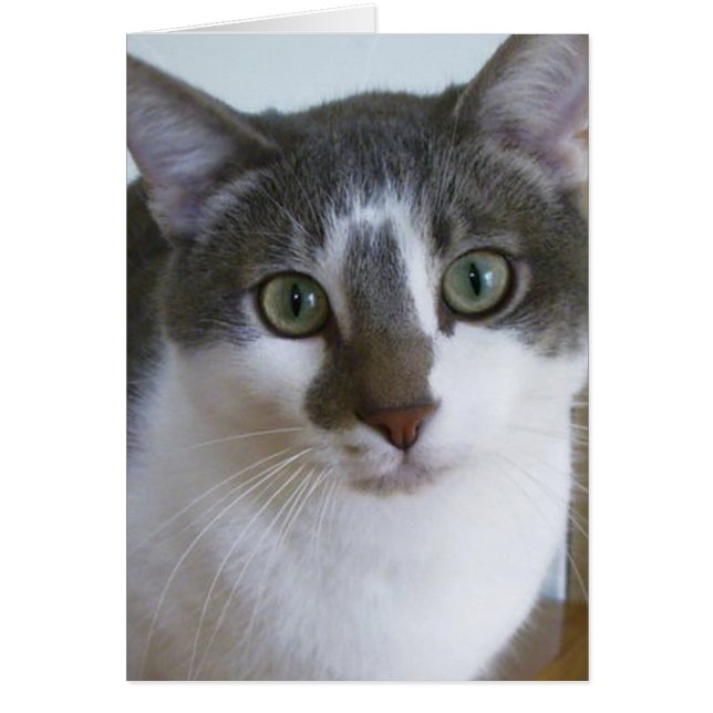 Beau chat gris et blanc (Devant)