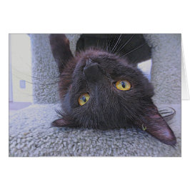 Beau chat noir