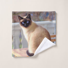 Beau chat siamois avec yeux bleus