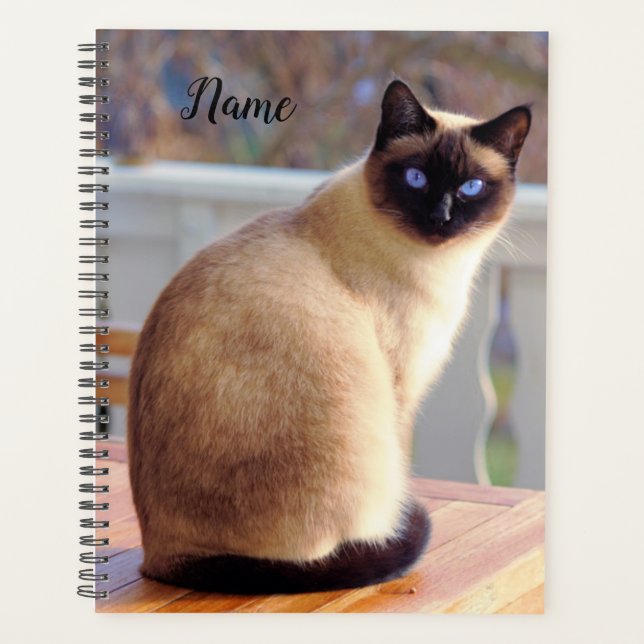 Beau chat siamois avec yeux bleus (Devant)