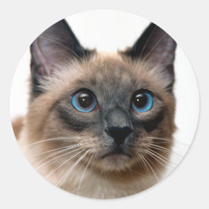 Beau chat siamois Photo Classic Sticker rond