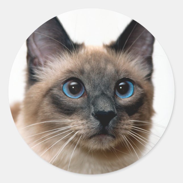 Beau chat siamois Photo Classic Sticker rond (Devant)