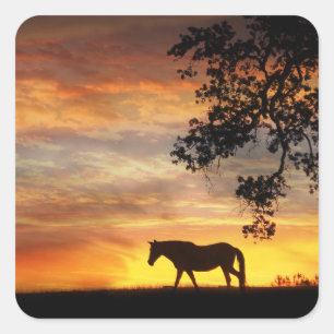 Beau Cheval dans un Stickers Coucher de Soleil Fie