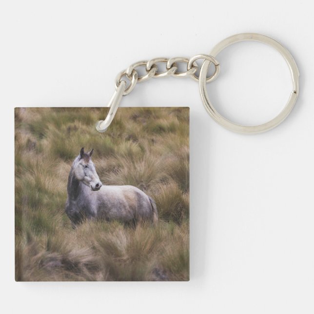 Beau Cheval gris coloré (Dos)