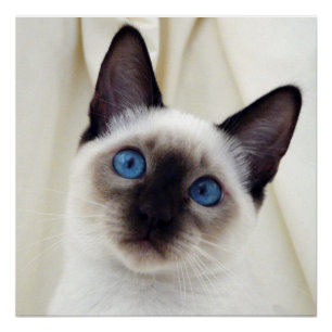 Beau Chic Sweet Pet Siamese Kitten Cat Poster
