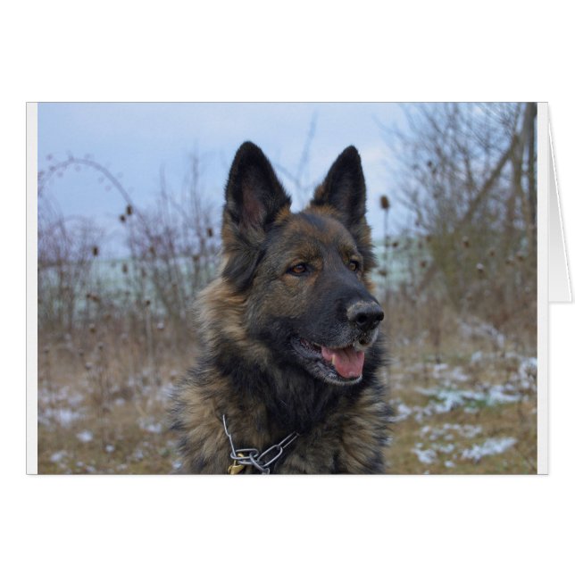 beau chiot berger allemand noir et bronzé (Devant horizontal)