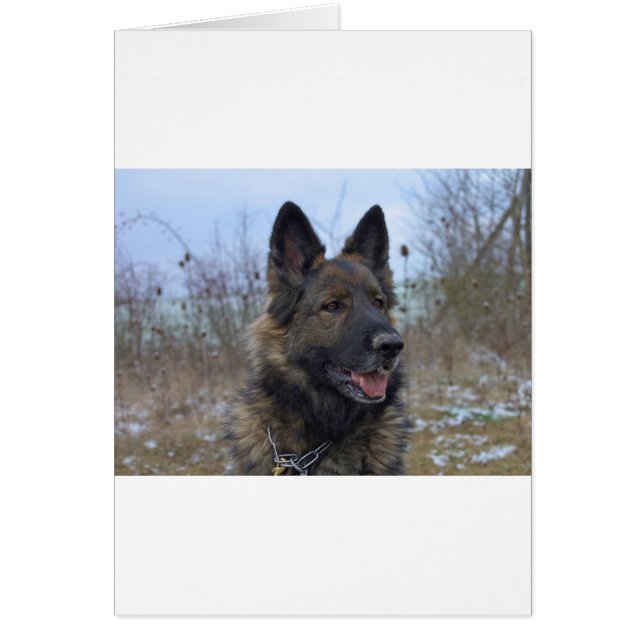 beau chiot berger allemand noir et bronzé (Devant)