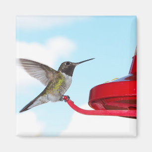 Beau colibri et aimant carré de conducteur