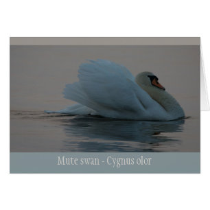 Beau cygne dans la lumière du soir CC0756