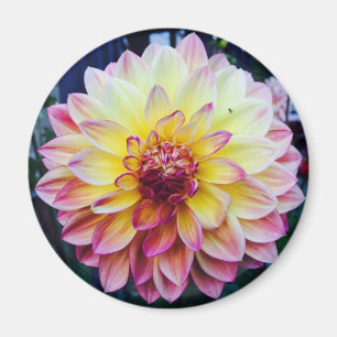 Beau dahlia sur un aimant