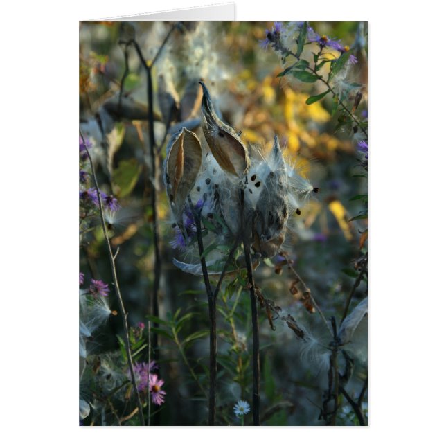 Beau Dreamer (Devant)