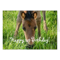 Beau Foal Cheval Animaux Joyeux Anniversaire