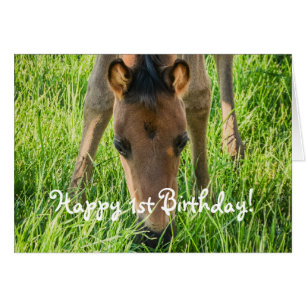 Beau Foal Cheval Animaux Joyeux Anniversaire