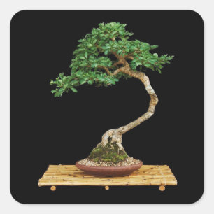 Beau jeu de stickers Bonsai Tree