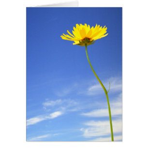 Beau jour ! l fleur jaune contre le ciel bleu