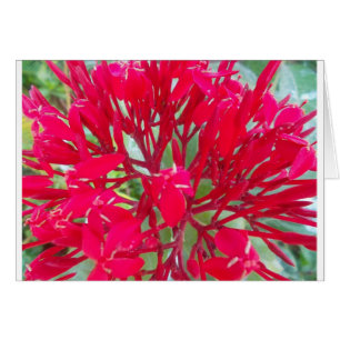 Beau Kaleidoscope de Milkweed rouge coloré