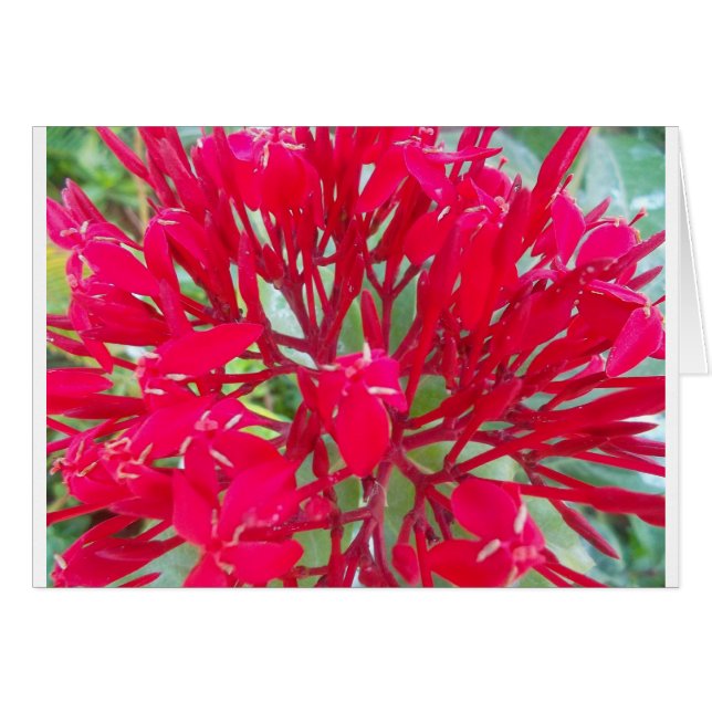 Beau Kaleidoscope de Milkweed rouge coloré (Devant horizontal)