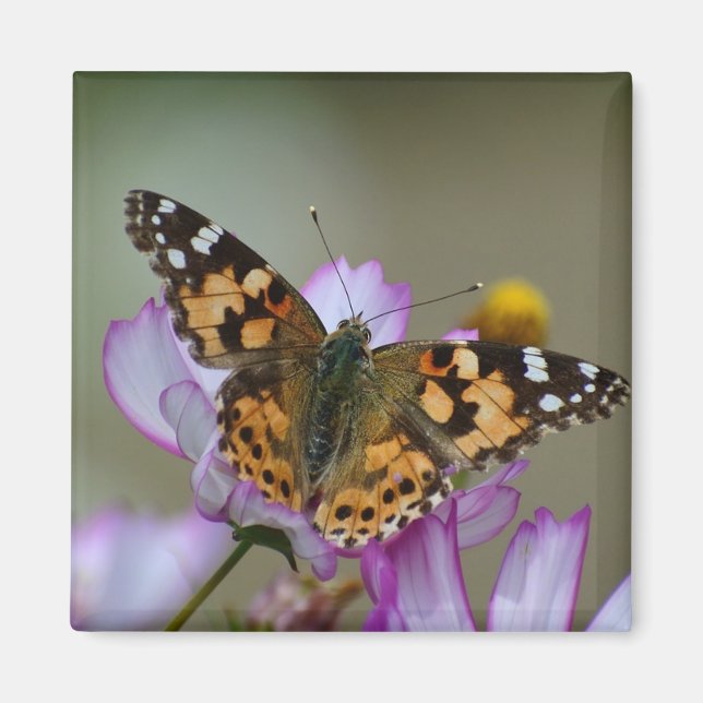 Beau Magnet papillon (Devant)