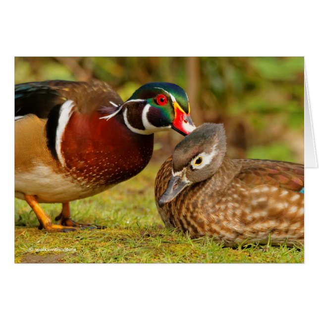 Beau moment de contact entre des canards en bois (Devant horizontal)