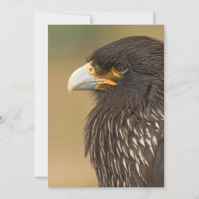 Beau oiseau de proie Invitation (Devant)