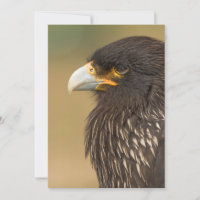 Beau oiseau de proie Invitation