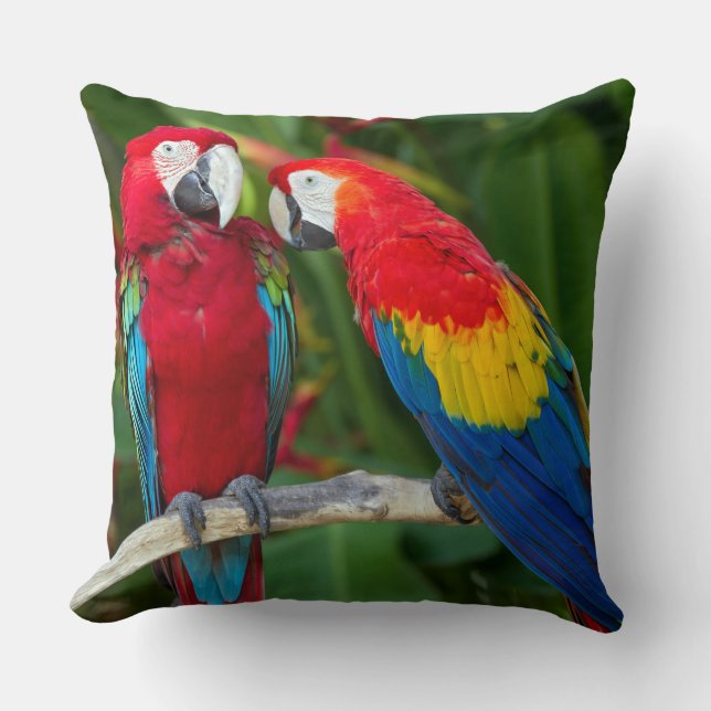 Beau oreiller à lancer de couple Macaw (Recto)