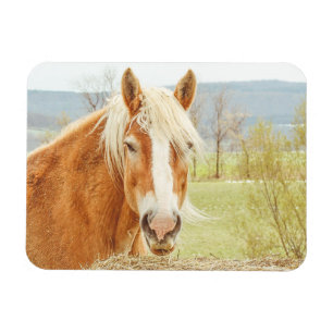 Beau Palomino Farm Horse Magnet