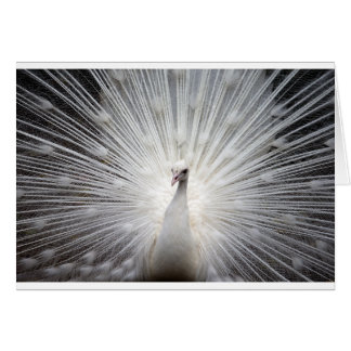 Beau paon blanc