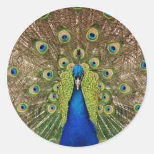 Beau paon et plumes imprimer autocollant
