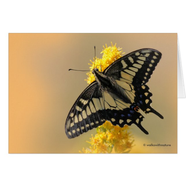 Beau papillon anis Swallowtail au soleil (Devant Horizontal)