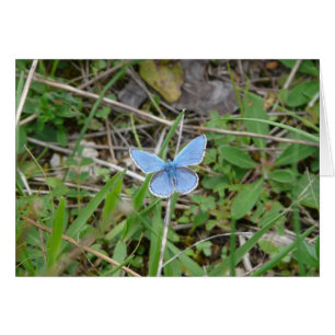 Beau Papillon Bleu