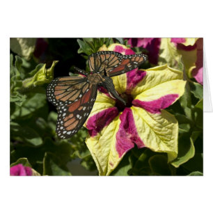 Beau papillon éléphant