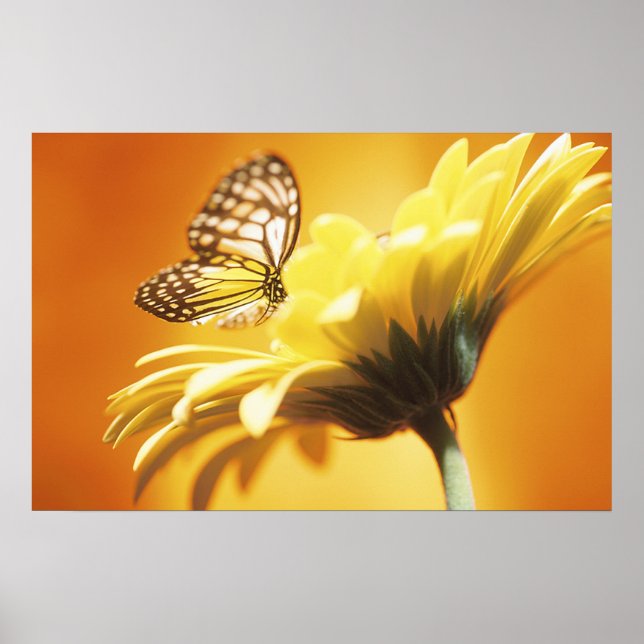 Beau papillon Monarque sur une impression de fleur (Devant)