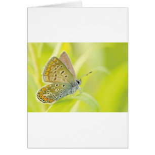 Beau Papillon tacheté Bleu