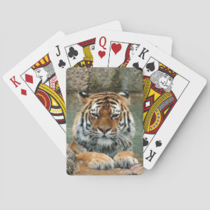 Beau plateau de tigres de cartes à jouer
