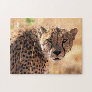 Beau Portrait Cheetah, Puzzle Jigsaw