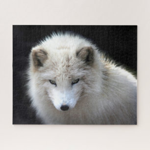 Beau renard blanc arctique, Puzzle Jigsaw