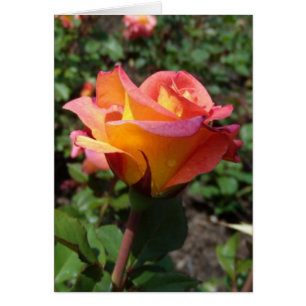 Beau Rose