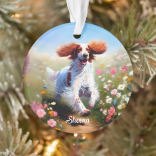 Beau Setter anglais